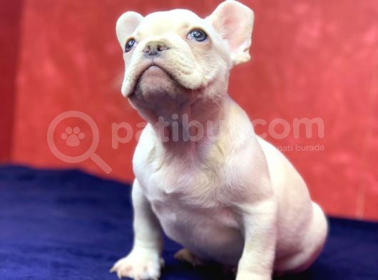 Muhteşem Güzelli̇kte French Bulldog Plati̇nyum Erkek Yavru görsel