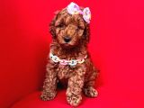 Aşıları Tam Wc Eğitimli Poodle Yavrular