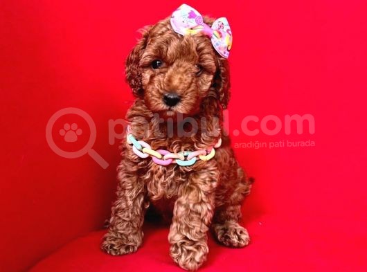 Aşıları Tam Wc Eğitimli Poodle Yavrular görsel