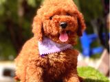 Aşıları Tam Wc Eğitimli Poodle Yavrular