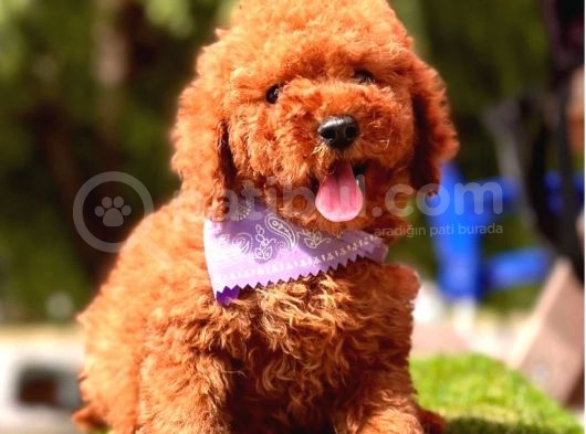 Aşıları Tam Wc Eğitimli Poodle Yavrular görsel