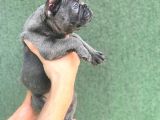 A Kali̇ta Blue French Buldog Yavrusu