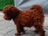 Safkan Lekesiz Red Ve Red Brown Orjinal Yavrular