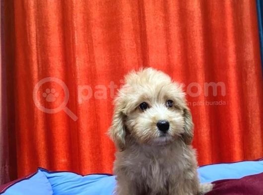 Kıvır Kıvır Maltipoo Yavruları