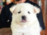 Ayi̇ Yavrusu Samoyed A Kali̇te Irk