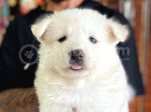 Ayi̇ Yavrusu Samoyed A Kali̇te Irk görsel