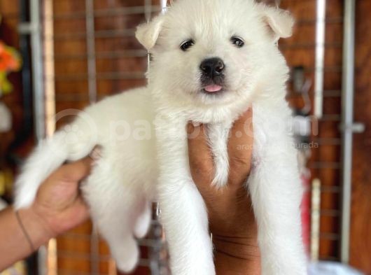 Ayi̇ Yavrusu Samoyed A Kali̇te Irk görsel