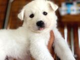 Ayi̇ Yavrusu Samoyed A Kali̇te Irk