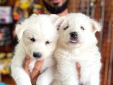 Ayi̇ Yavrusu Samoyed A Kali̇te Irk