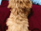 Kıvır Kıvır Maltipoo Yavruları
