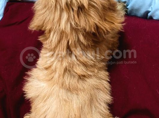 Kıvır Kıvır Maltipoo Yavruları görsel
