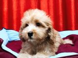 Kıvır Kıvır Maltipoo Yavruları