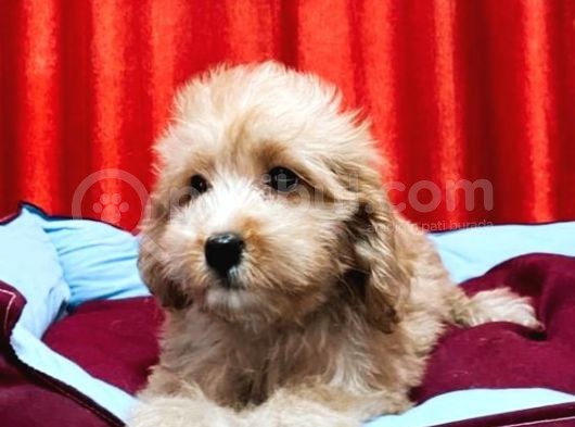 Kıvır Kıvır Maltipoo Yavruları görsel