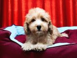 Kıvır Kıvır Maltipoo Yavruları