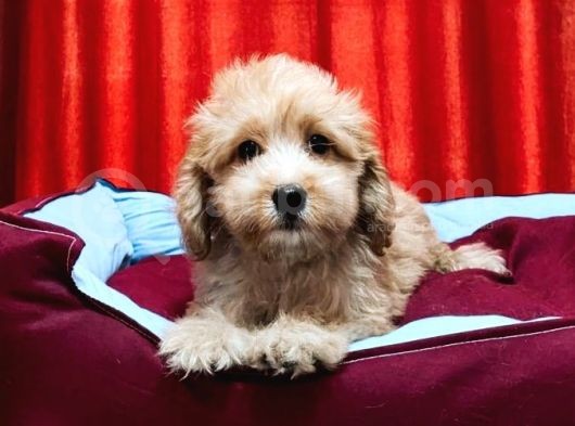 Kıvır Kıvır Maltipoo Yavruları görsel