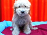 Haylaz Maltipoo Erkek