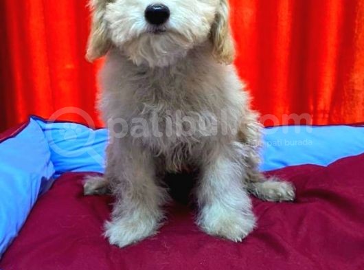 Haylaz Maltipoo Erkek