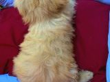 Haylaz Maltipoo Erkek