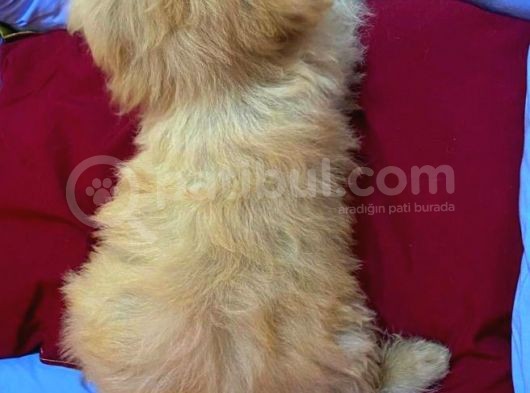 Haylaz Maltipoo Erkek görsel