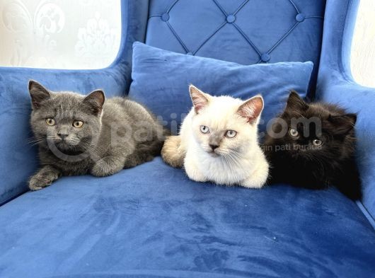 British Shorthair Ve Longhair Yavru Kardeşler görsel