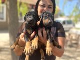 King Doberman Yavrular