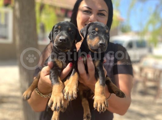 King Doberman Yavrular görsel
