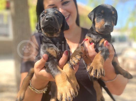 King Doberman Yavrular görsel