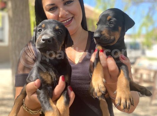 King Doberman Yavrular görsel