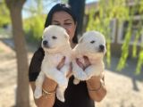 Samoyed Yavrularımız