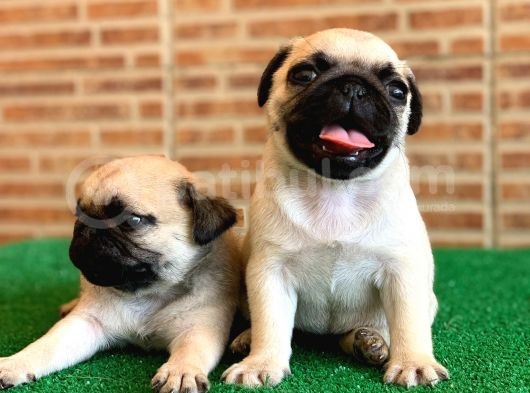 Muhteşem Güzelli̇kte Basik Burun Gül Kuyruk Pug Yavrular