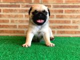 Muhteşem Güzelli̇kte Basik Burun Gül Kuyruk Pug Yavrular
