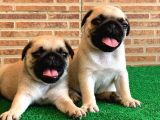Muhteşem Güzelli̇kte Basik Burun Gül Kuyruk Pug Yavrular