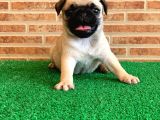 Muhteşem Güzelli̇kte Basik Burun Gül Kuyruk Pug Yavrular