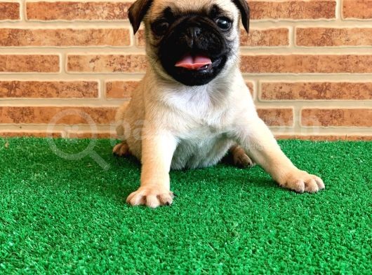 Muhteşem Güzelli̇kte Basik Burun Gül Kuyruk Pug Yavrular görsel