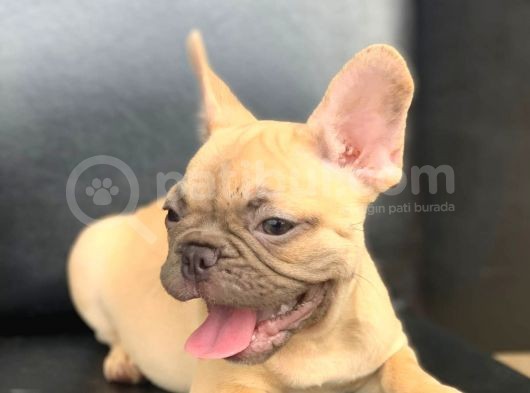 Süper Güzelli̇kte French Bulldog Blue Fawn Di̇şi̇