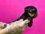 Teacup Yorkshi̇re Terri̇er Yavru