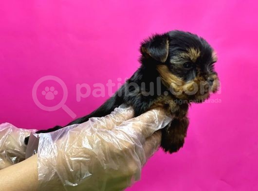 Teacup Yorkshi̇re Terri̇er Yavru görsel