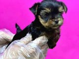 Teacup Yorkshi̇re Terri̇er Yavru