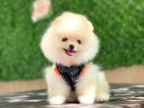 Pomeranian Boo Yavrular