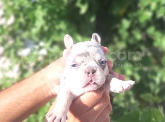 French Buldog Yavrular