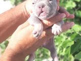 French Buldog Yavrular