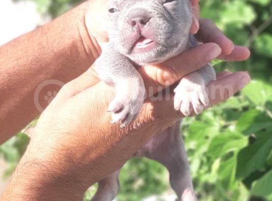 French Buldog Yavrular görsel