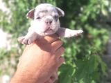 French Buldog Yavrular