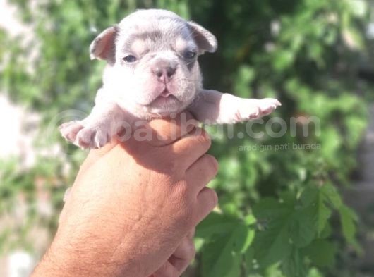 French Buldog Yavrular görsel