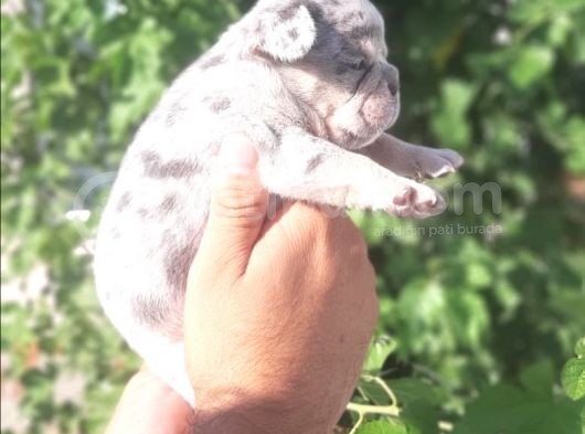 French Buldog Yavrular görsel