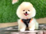 Pomeranian Boo Yavrular