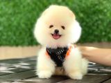 Pomeranian Boo Yavrular