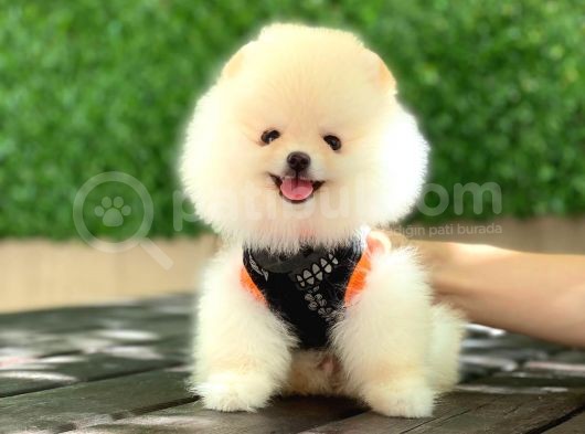 Pomeranian Boo Yavrular görsel