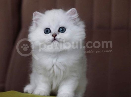 Harika Kali̇tedeki̇ Bri̇ti̇sh Shorthai̇r Yavrularimiz görsel