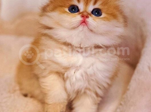 Top Kafa Ayi Surat Bri̇ti̇sh Shorthai̇r Bebekleri̇mi̇z görsel